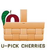 U-Pick Cherries at Bittner-Singer Orchards