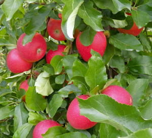 Apples Green - Certified Organic