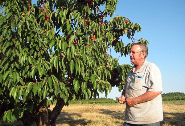 Jim Bittner checking the U-Pick cherry crop.
